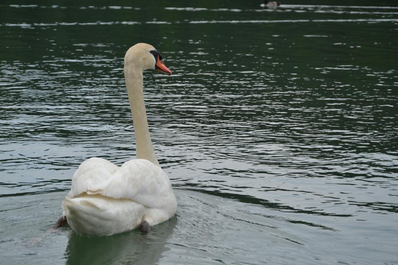 Gostisce Jezero Bed and Breakfast Medvode Buitenkant foto